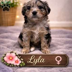 Lyla, Border Collie Mix Puppy